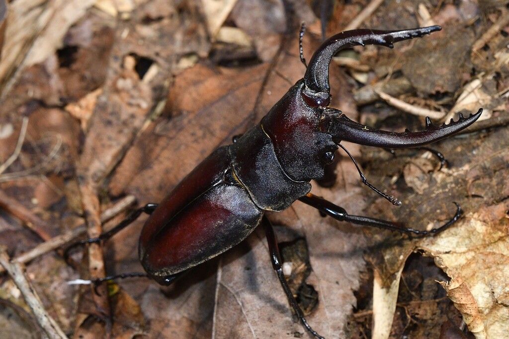 Japanese Stag beetle.jpg
